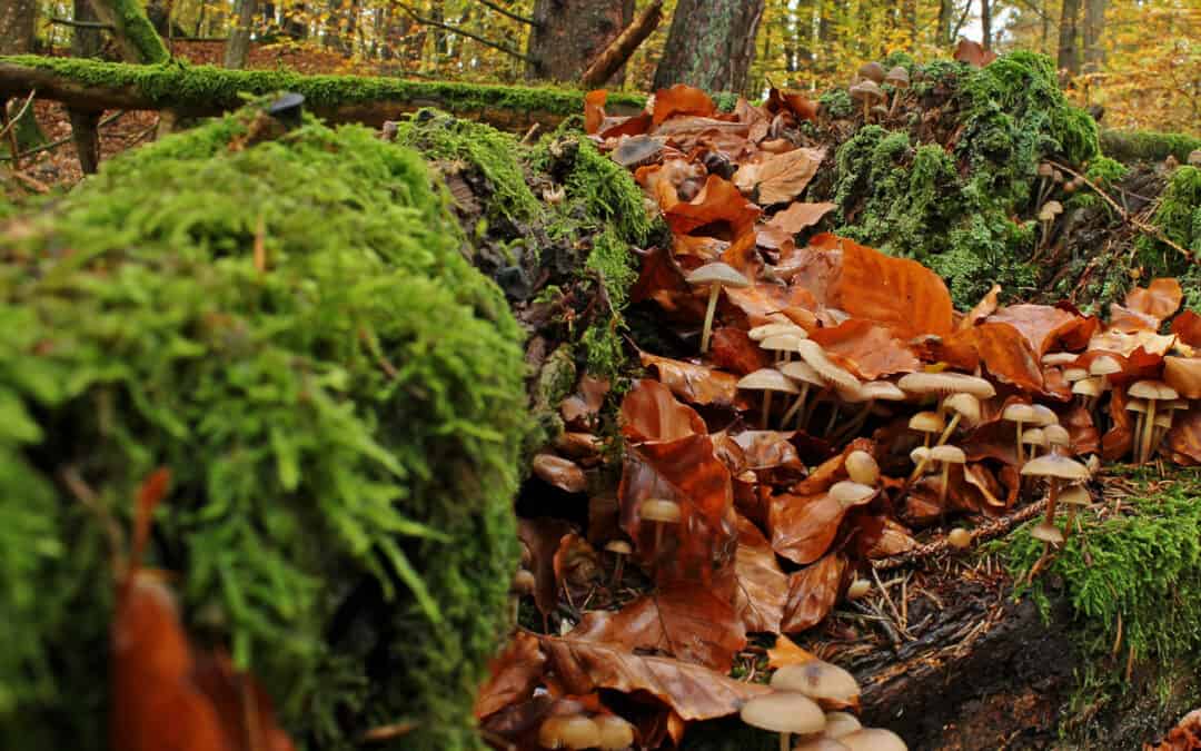 Waldökologie und Naturraummanagement im Forstgut Pichl der LK Steiermark
