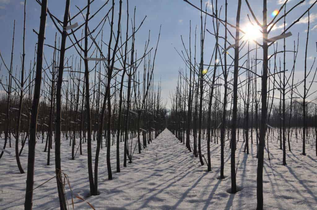 waldgeschichten-eschen-eschensterben-junge-eschen-projekt-esche-in-not
