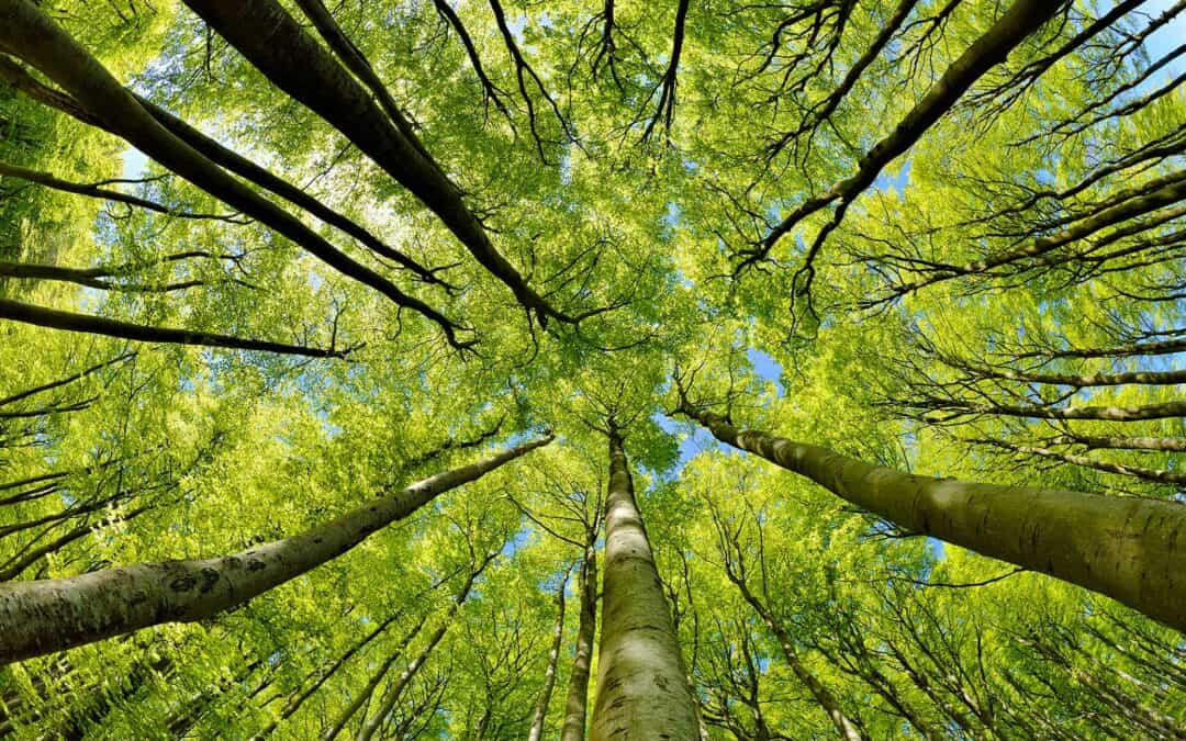 Einschlagstopp ist kein Klimaschutz