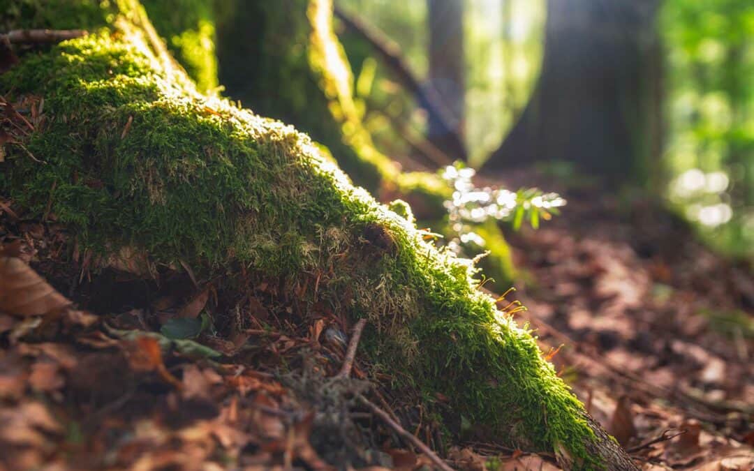 Was von „Wald-Bestseller-Thesen“ zu halten ist