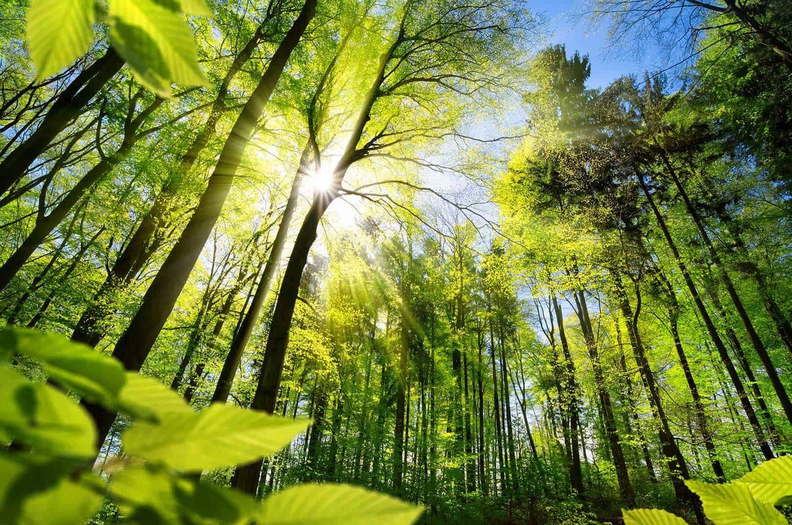 waldgeschichten-c-adobe-stock-344511538-smileus waldgeschichten-tag-des-waldes-2023