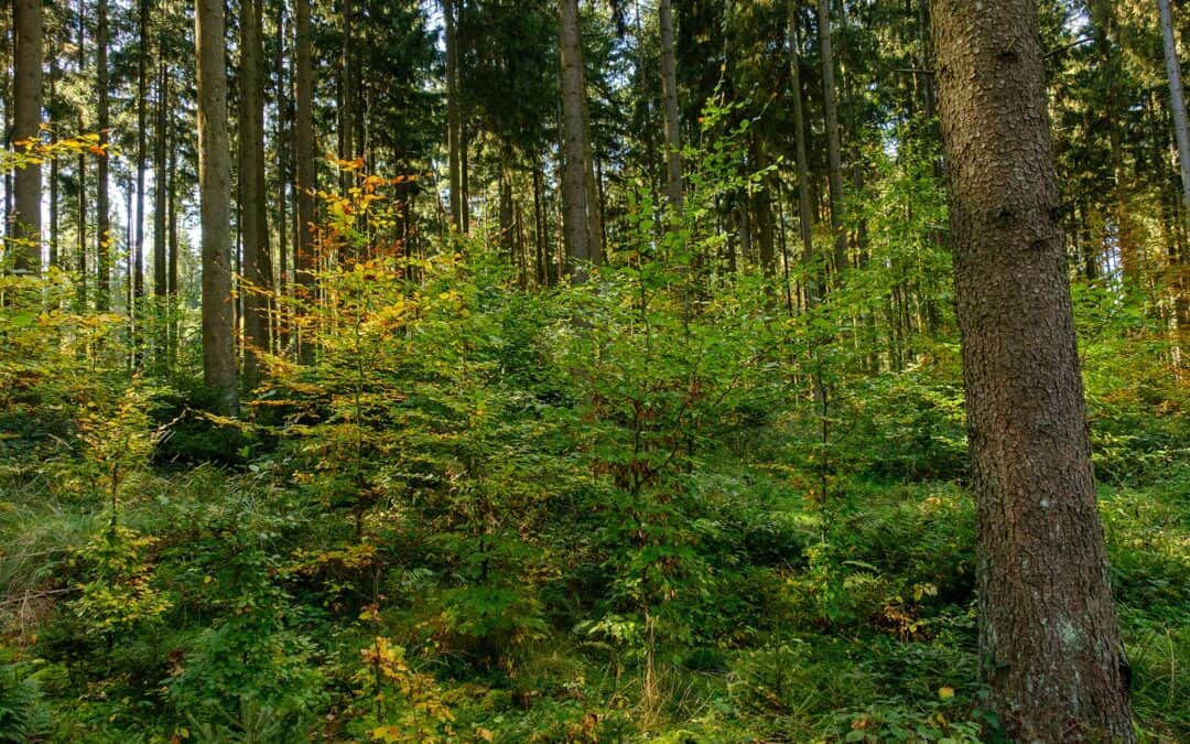 Mit neuen Baumarten verantwortungsbewusst in die klimafitte Zukunft
