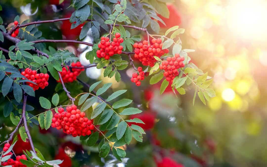 Österreichischer Baum des Jahres 2023: Die Eberesche