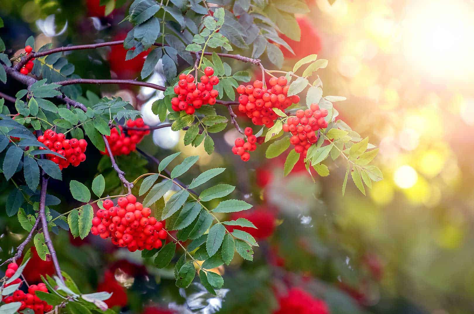 waldgeschichten-pilzesammeln-tipps