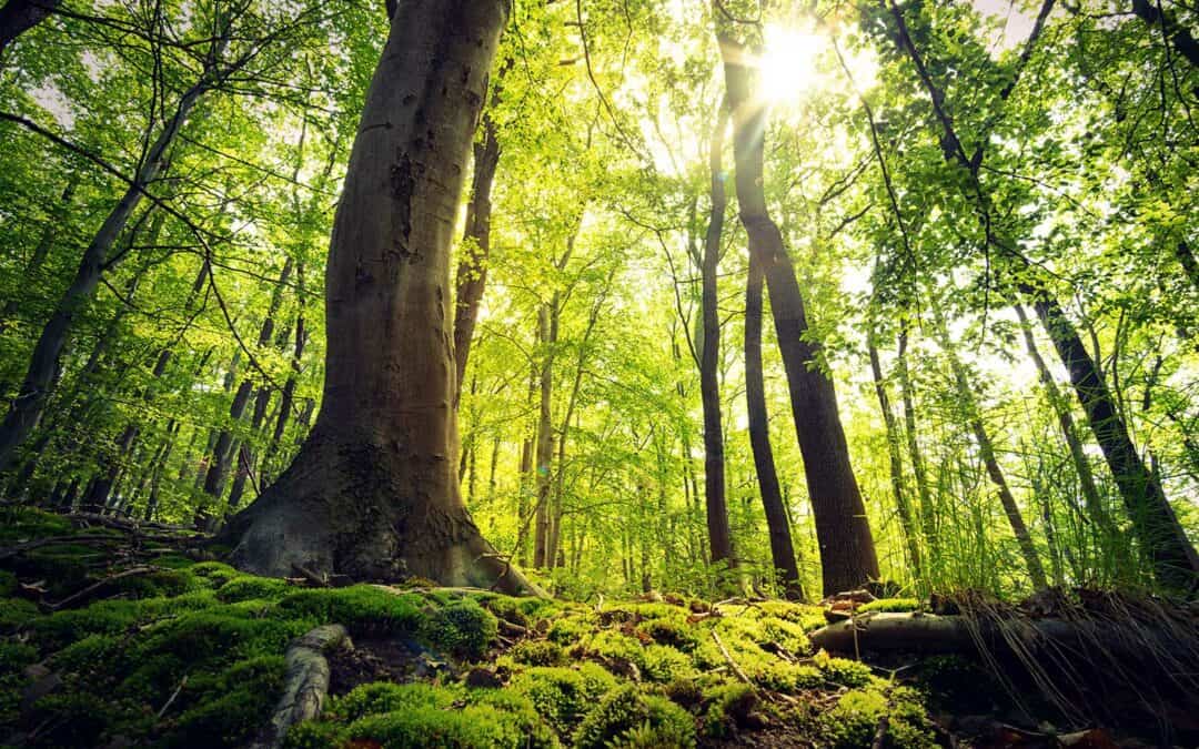 Die Stockwerke des Waldes