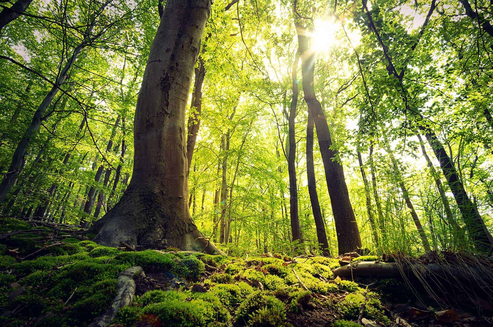 waldgeschichten-pilzesammeln-tipps