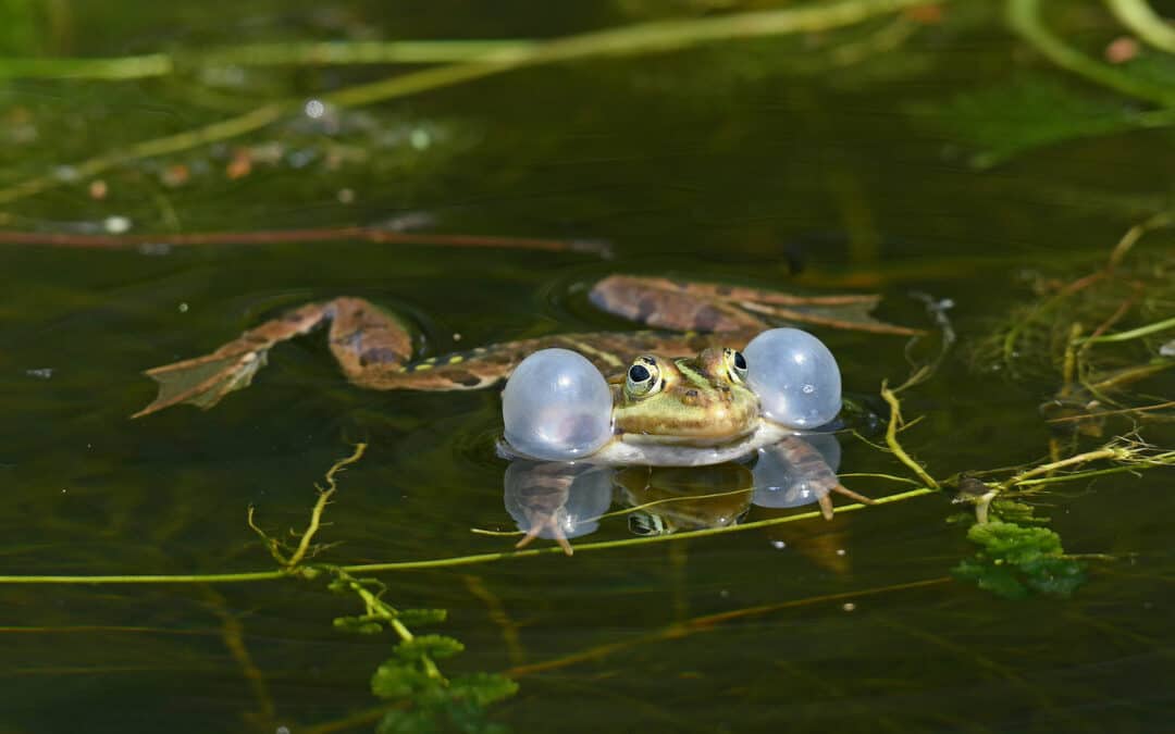Wie der Klimawandel unsere Amphibien bedroht