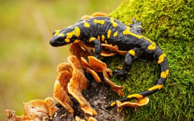 Projekt “Netzwerk Amphibienschutz”