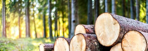 waldgeschichten-holz-ist-erneuerbar-holzstapel-wald