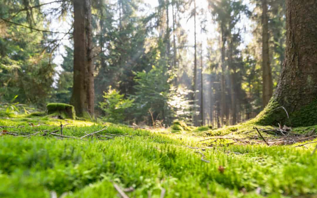 Der WALDATLAS