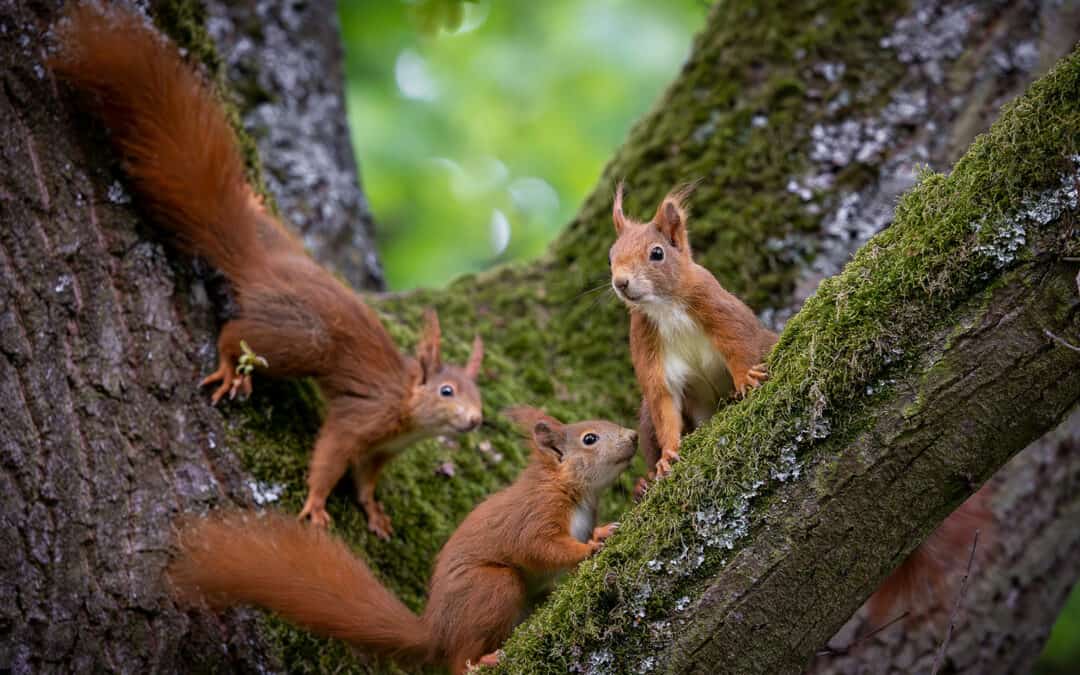 Waldtiere: Das Eichhörnchen