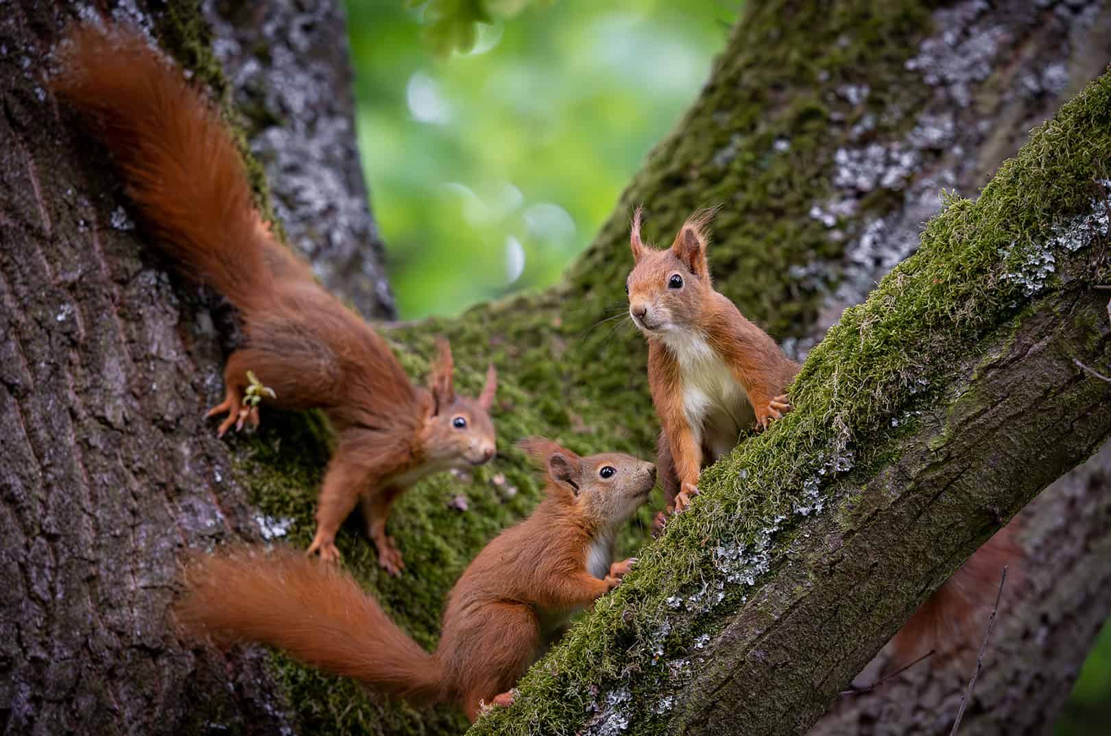 waldgeschichten-pilzesammeln-tipps