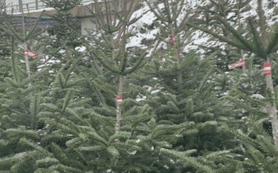 Waldgeschichten-Video-Tipps-Auswahl-Christbaum