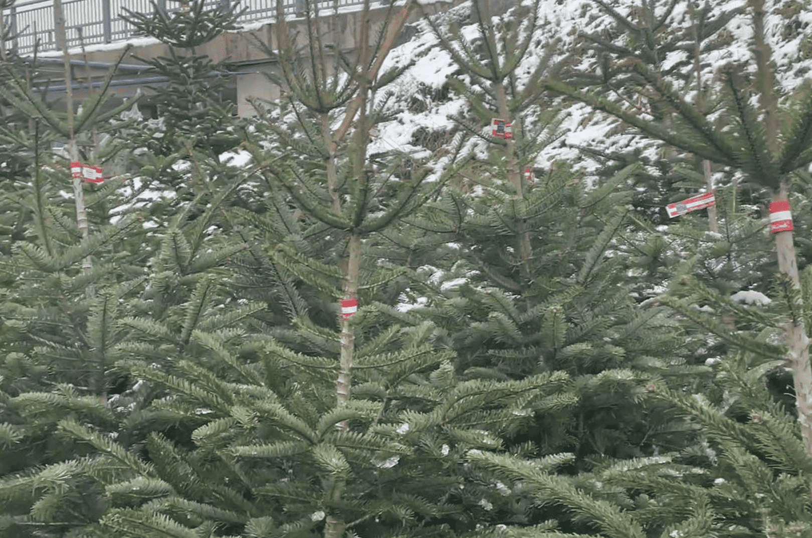 waldgeschichten-pilzesammeln-tipps