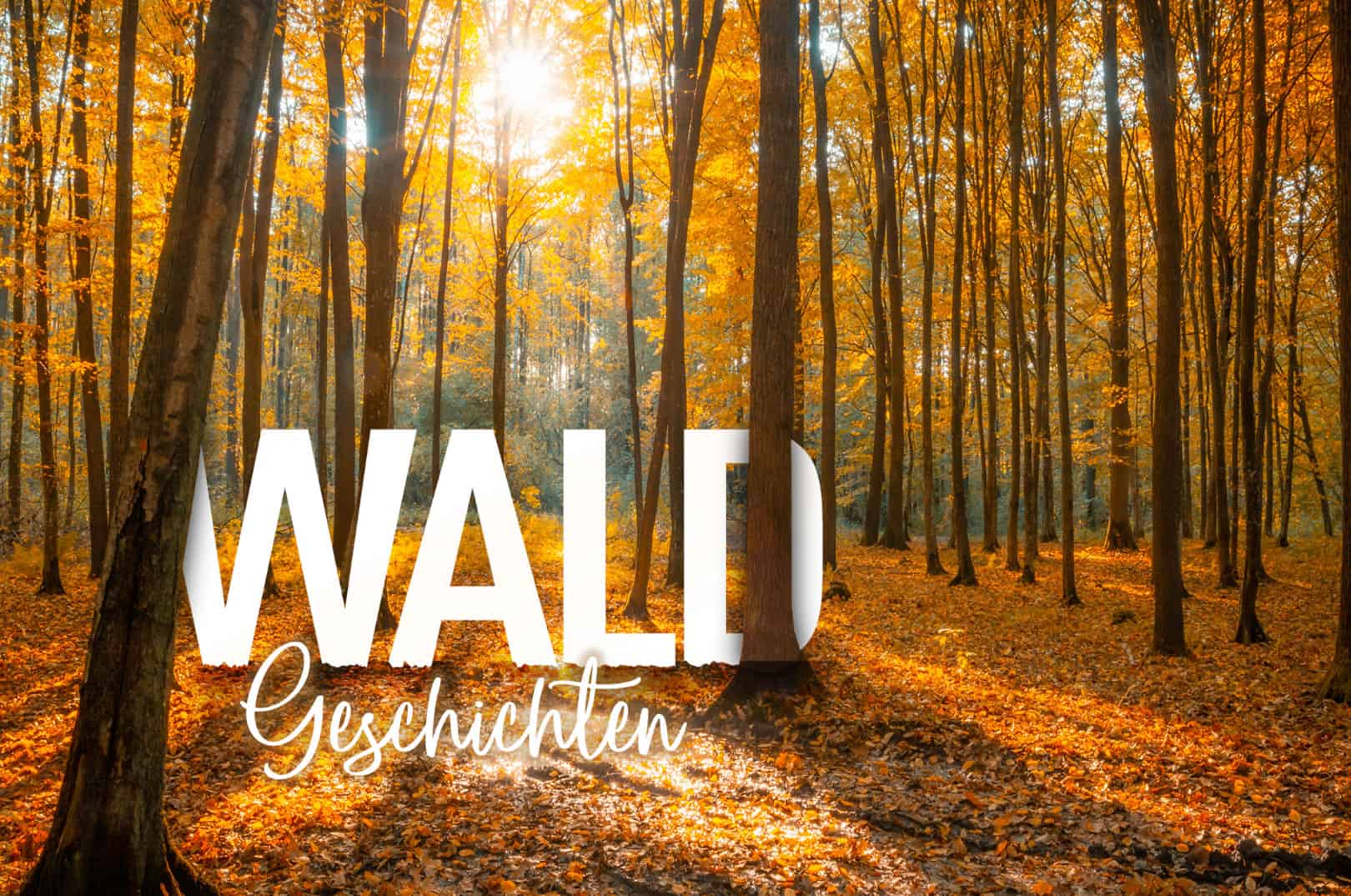 waldgeschichten-pilzesammeln-tipps