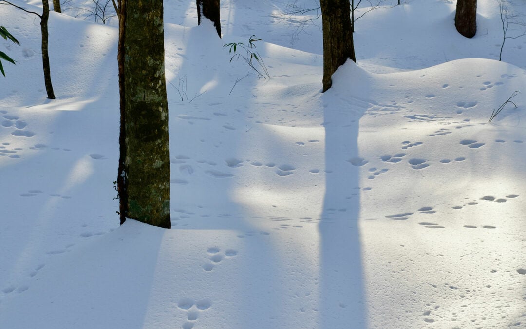 Fährten im Winterwald entdecken