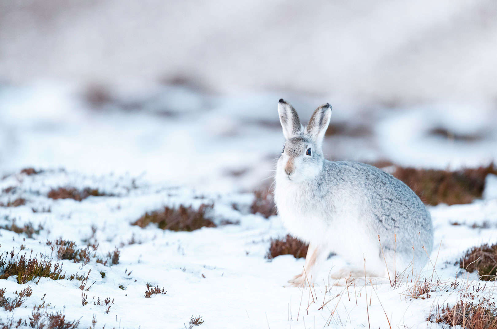 waldgeschichten-pilzesammeln-tipps