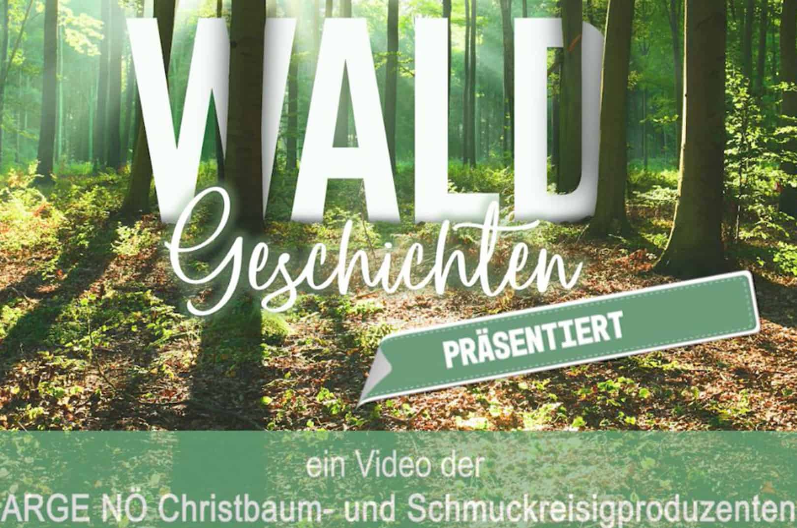 waldgeschichten-pilzesammeln-tipps