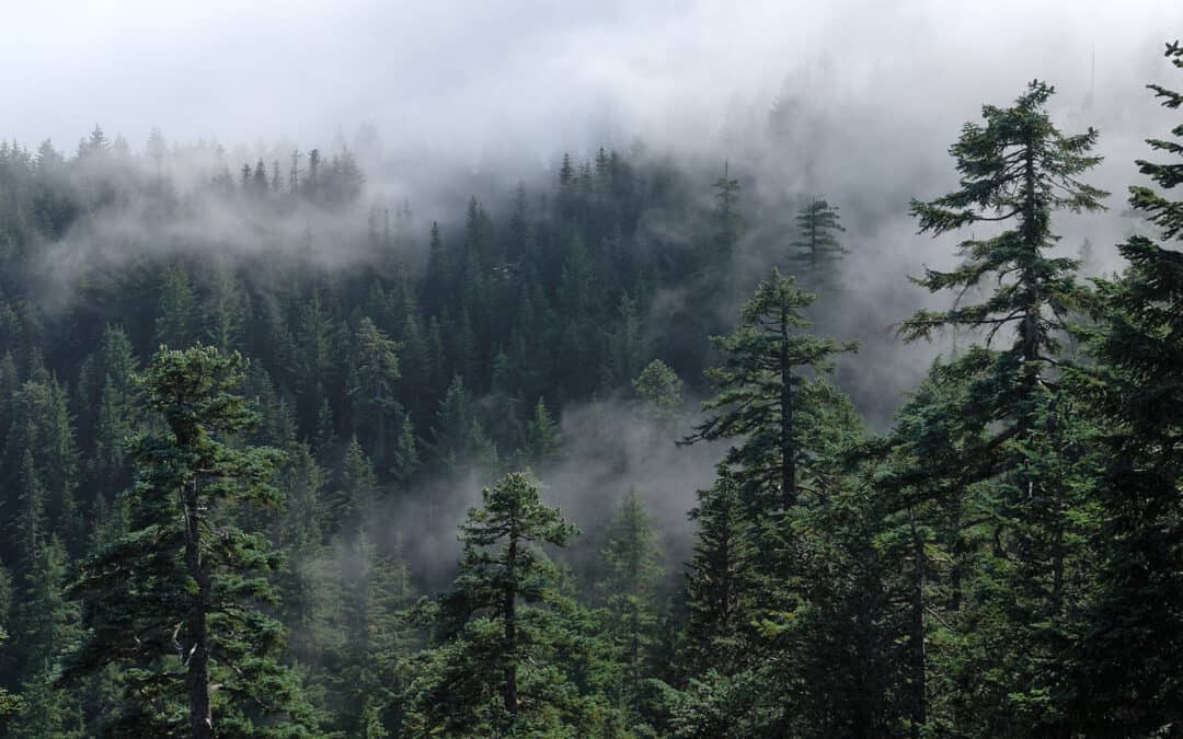Kohlenstoffspeicherung im Wald – Bewirtschafteter und unbewirtschafteter Wald im Vergleich