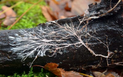 waldgeschichten-bodenpilze-und-der-klimawandel-c-adobe-stock-181880646-Ionescu-Bogdan