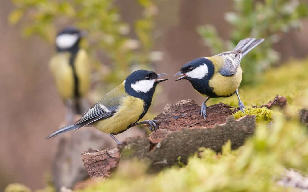 Vogelkonzert im Frühlingswald – So klingen die heimischen Waldvögel