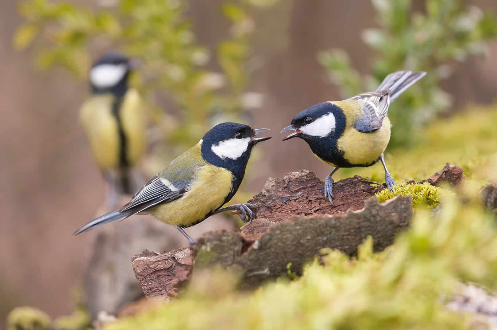waldgeschichten-pilzesammeln-tipps