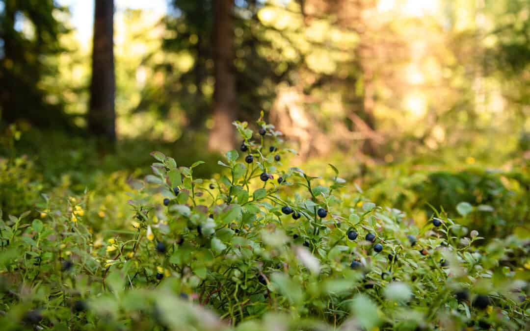 Waldbiodiversität – Holznutzung fördert auch die Artenvielfalt