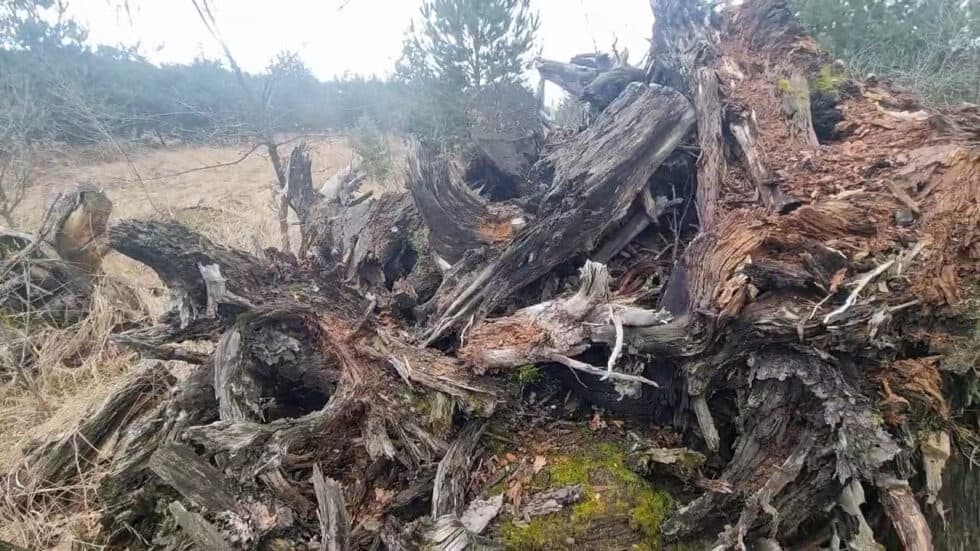 Waldgeschichten-App-Video-Biodiversitaets-Hotspots-im-Wald-durch-Totholz-erklaert