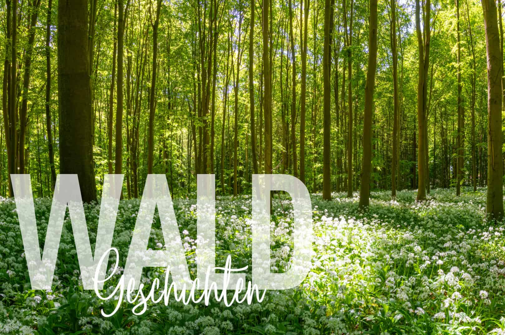 waldgeschichten-pilzesammeln-tipps