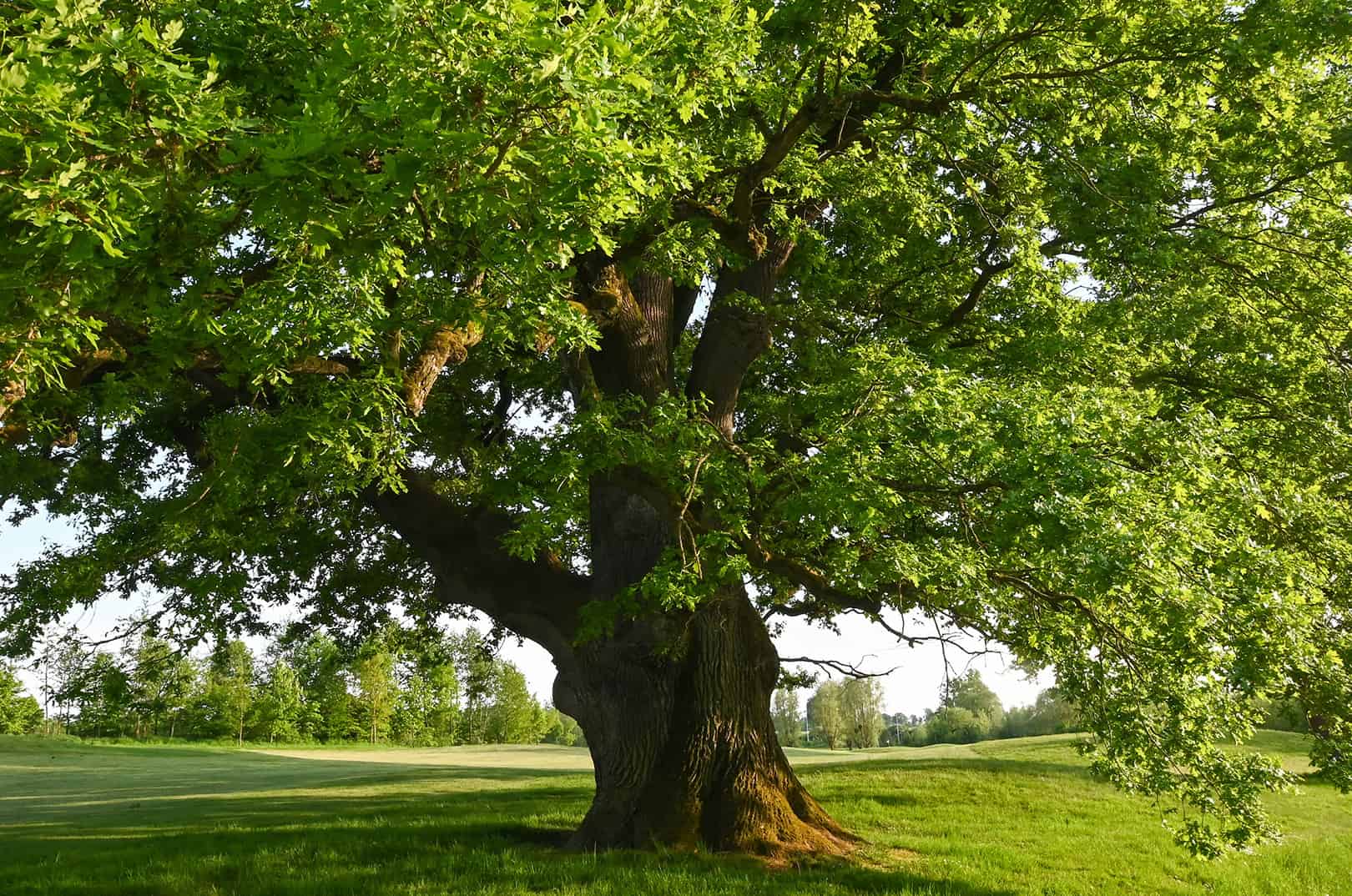 waldgeschichten-artikel-baum-des-jahres-2024-die-eiche-foto-majestaetische-eiche
