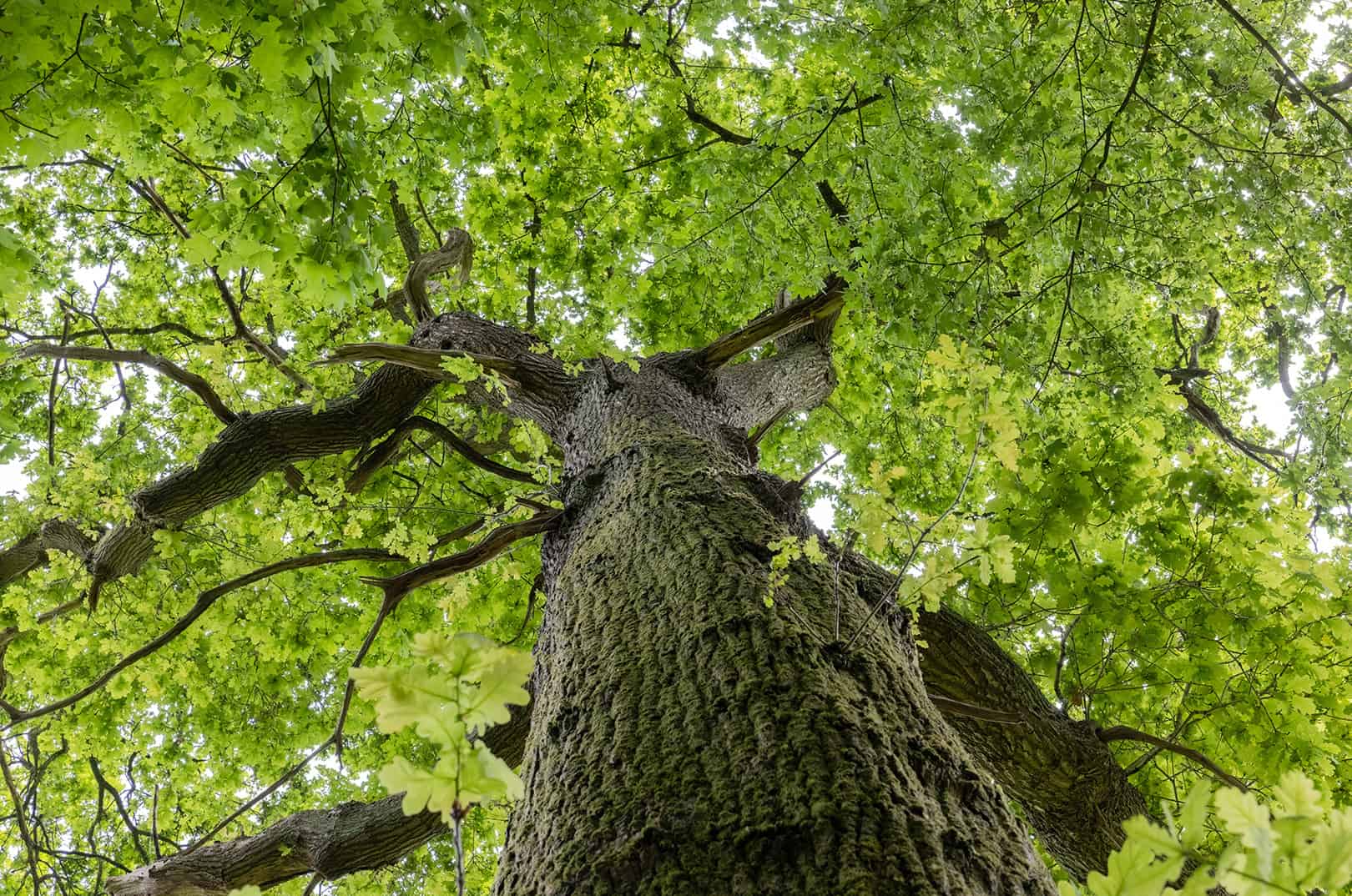 waldgeschichten-pilzesammeln-tipps