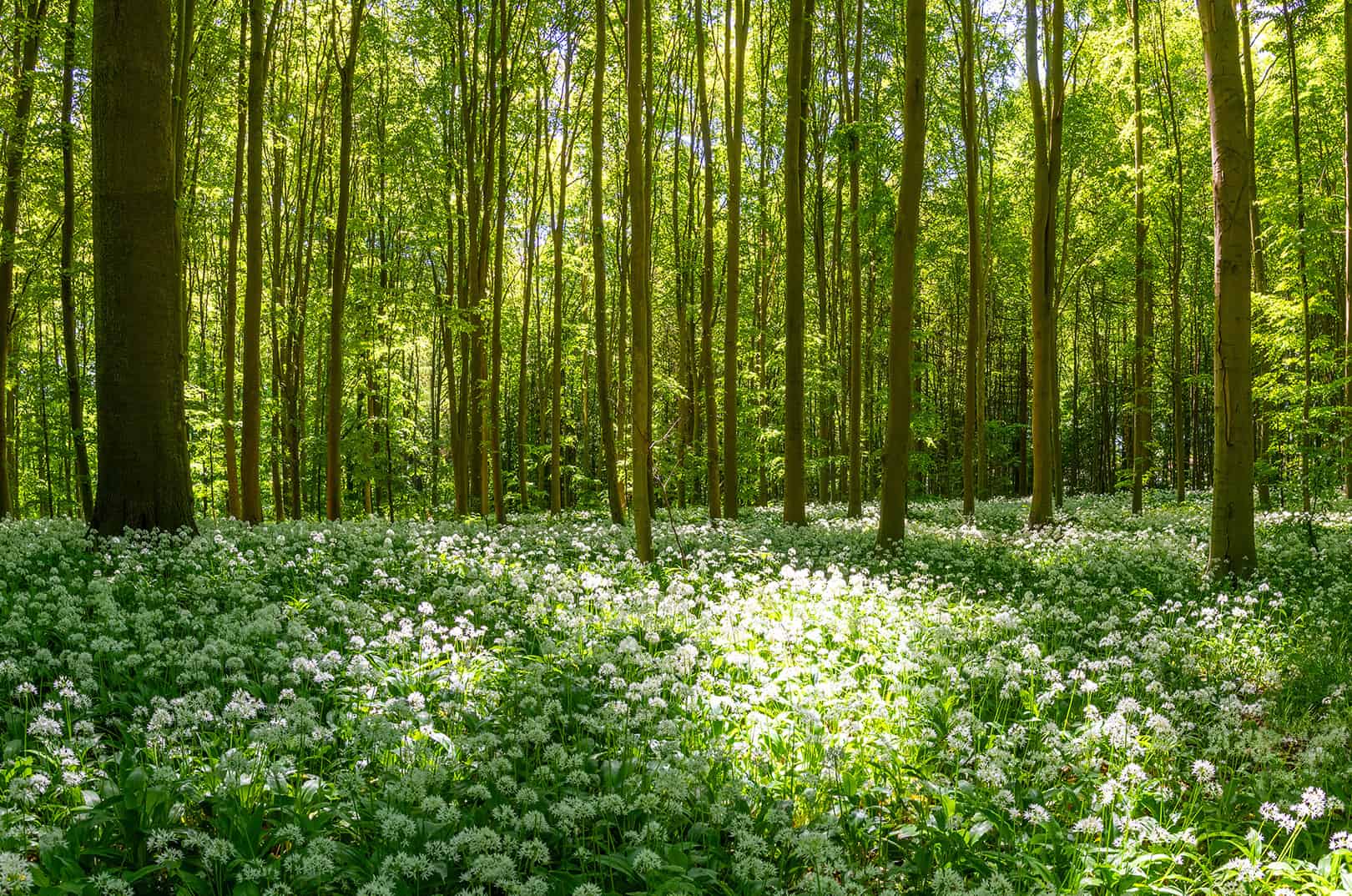 waldgeschichten-pilzesammeln-tipps
