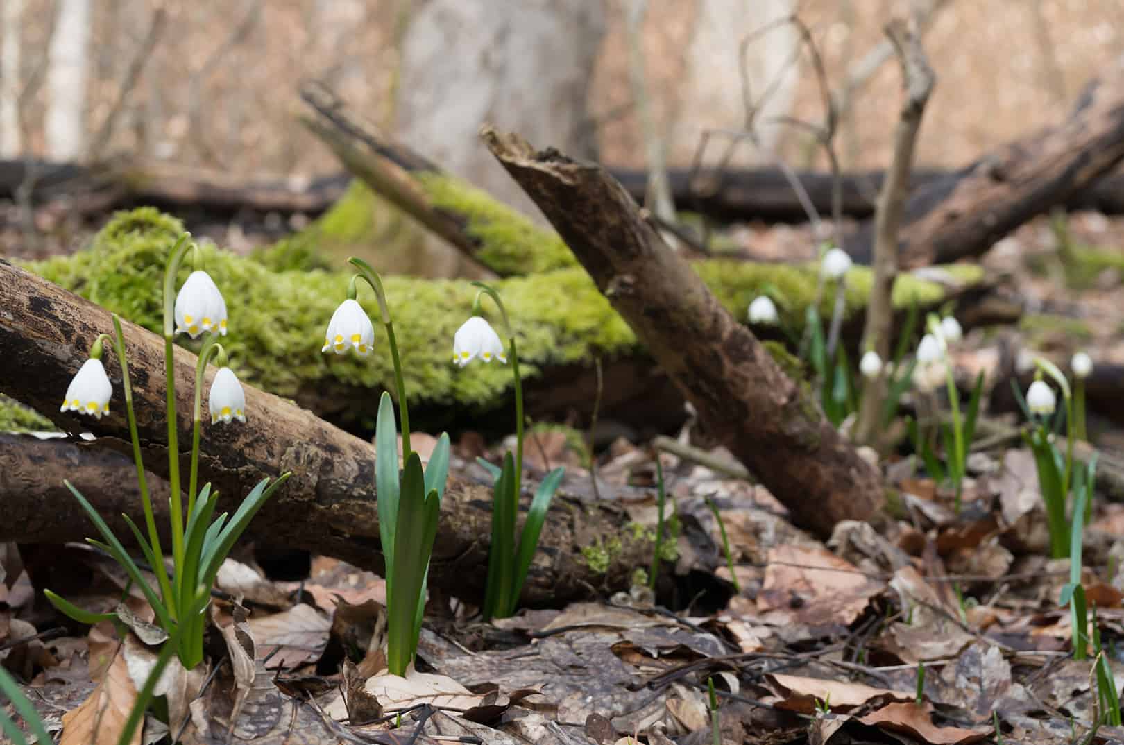 waldgeschichten-pilzesammeln-tipps