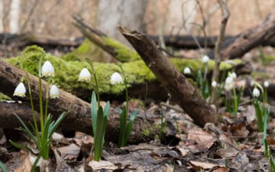 waldgeschichten-artikel-fruehblueher-im-wald-foto-maerzenbecher