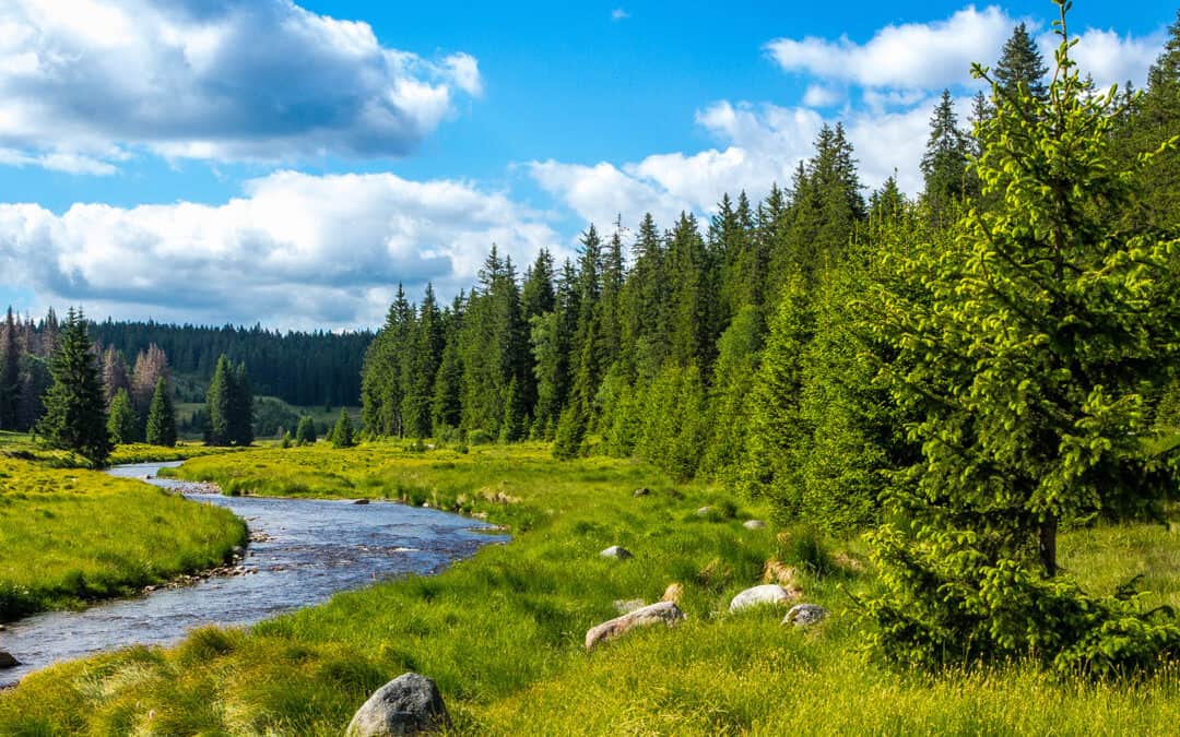 Können wir die Funktionen des Waldes auch im Klimawandel sichern?