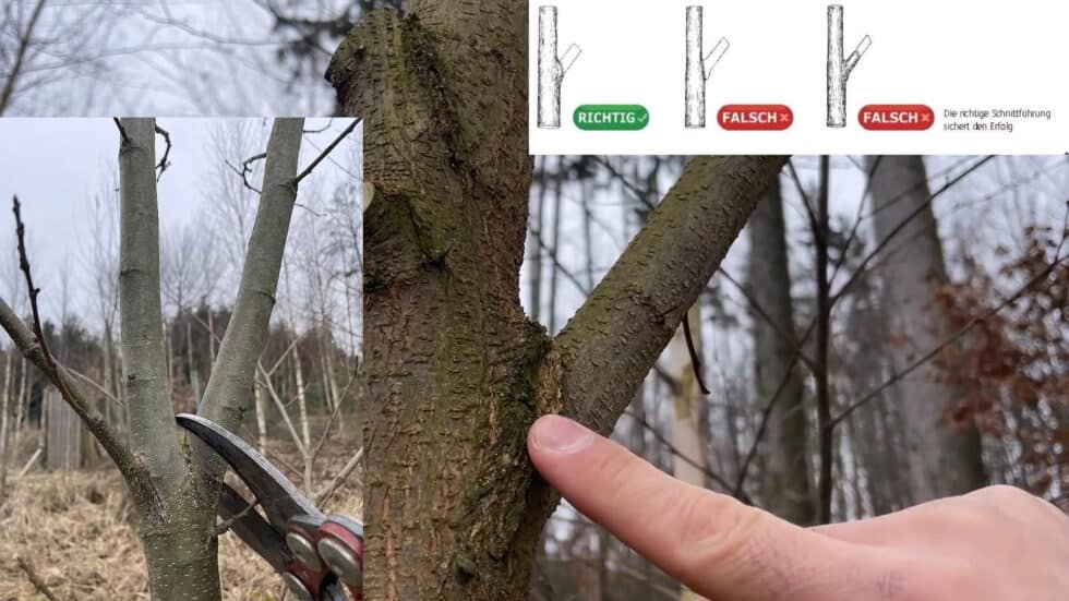 waldgeschichten-app-video-wertastung-erklaert