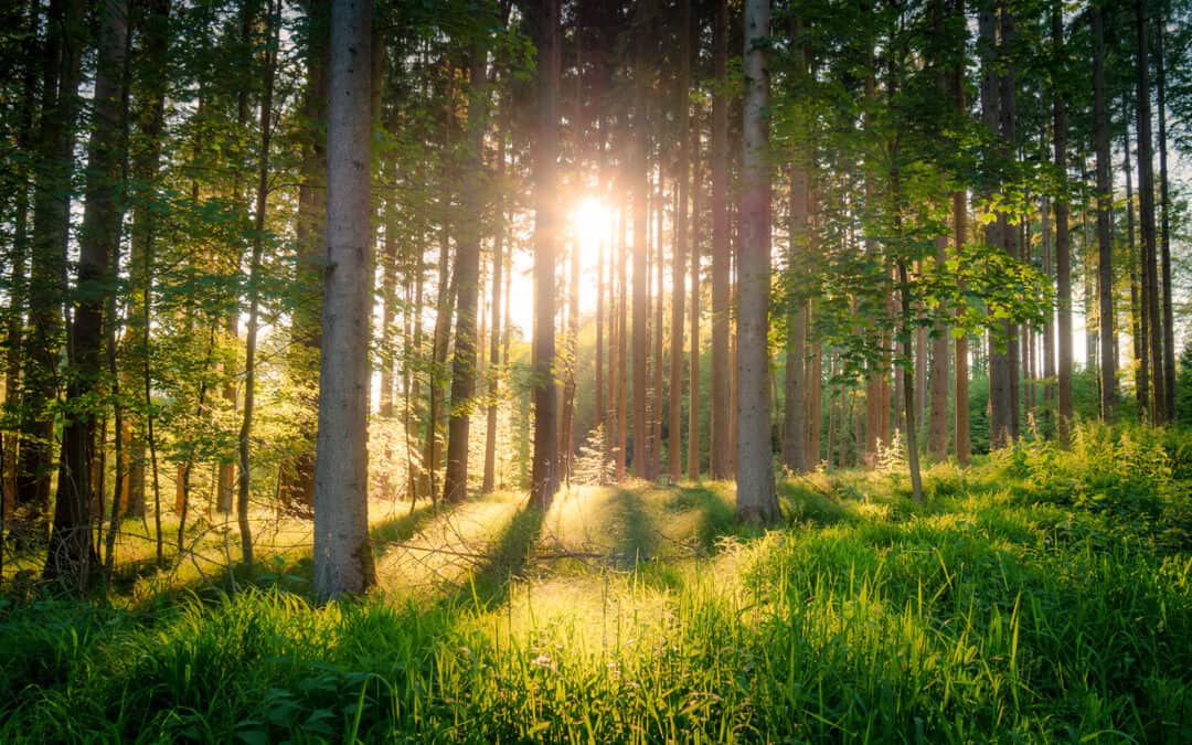 Mit dem Engagement der Landwirte zum klimafitten Wald