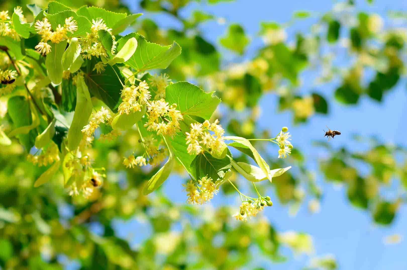 waldgeschichten-luftschadstoffe-bedrohen-bluetenvielfalt-foto-biene-lindenbaum
