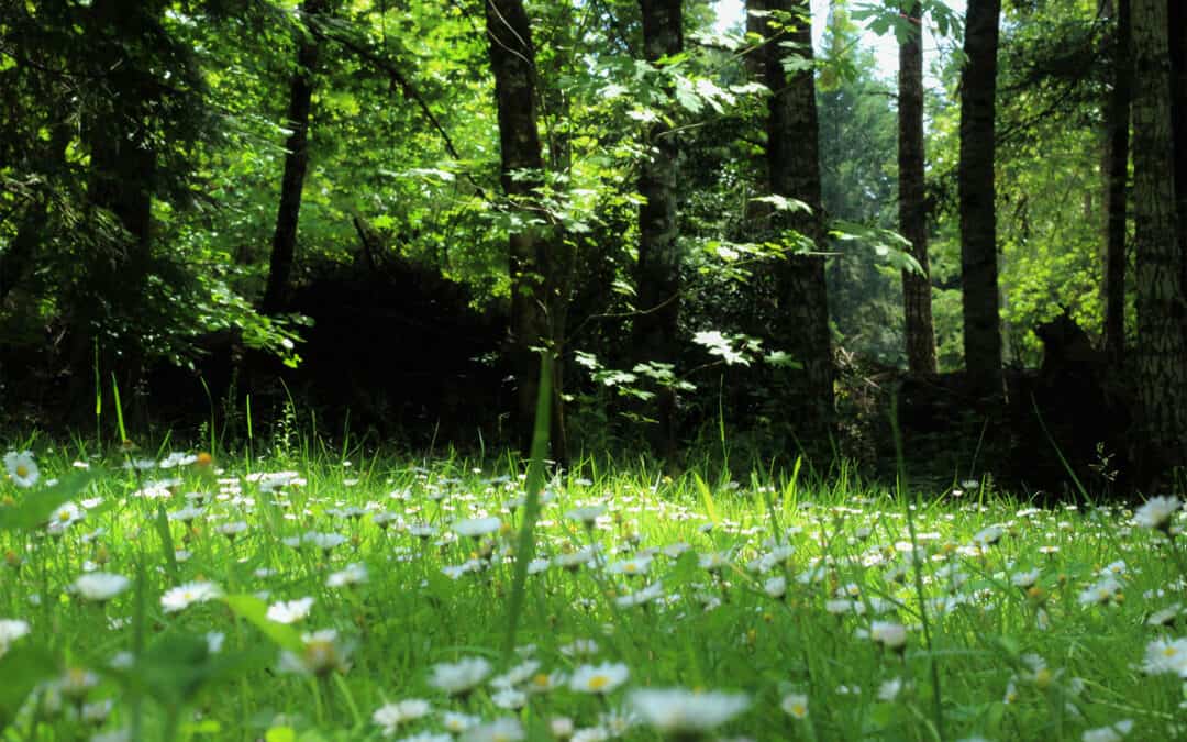 Kräuterapotheke Wald