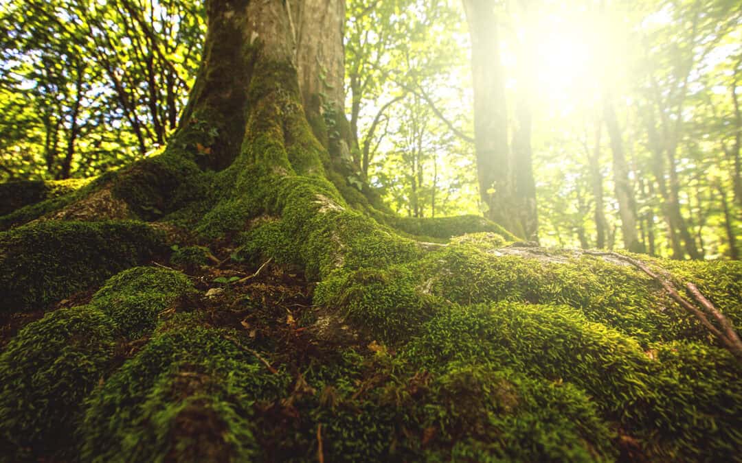 Mythen und Fakten: Über das wahre Leben der Bäume