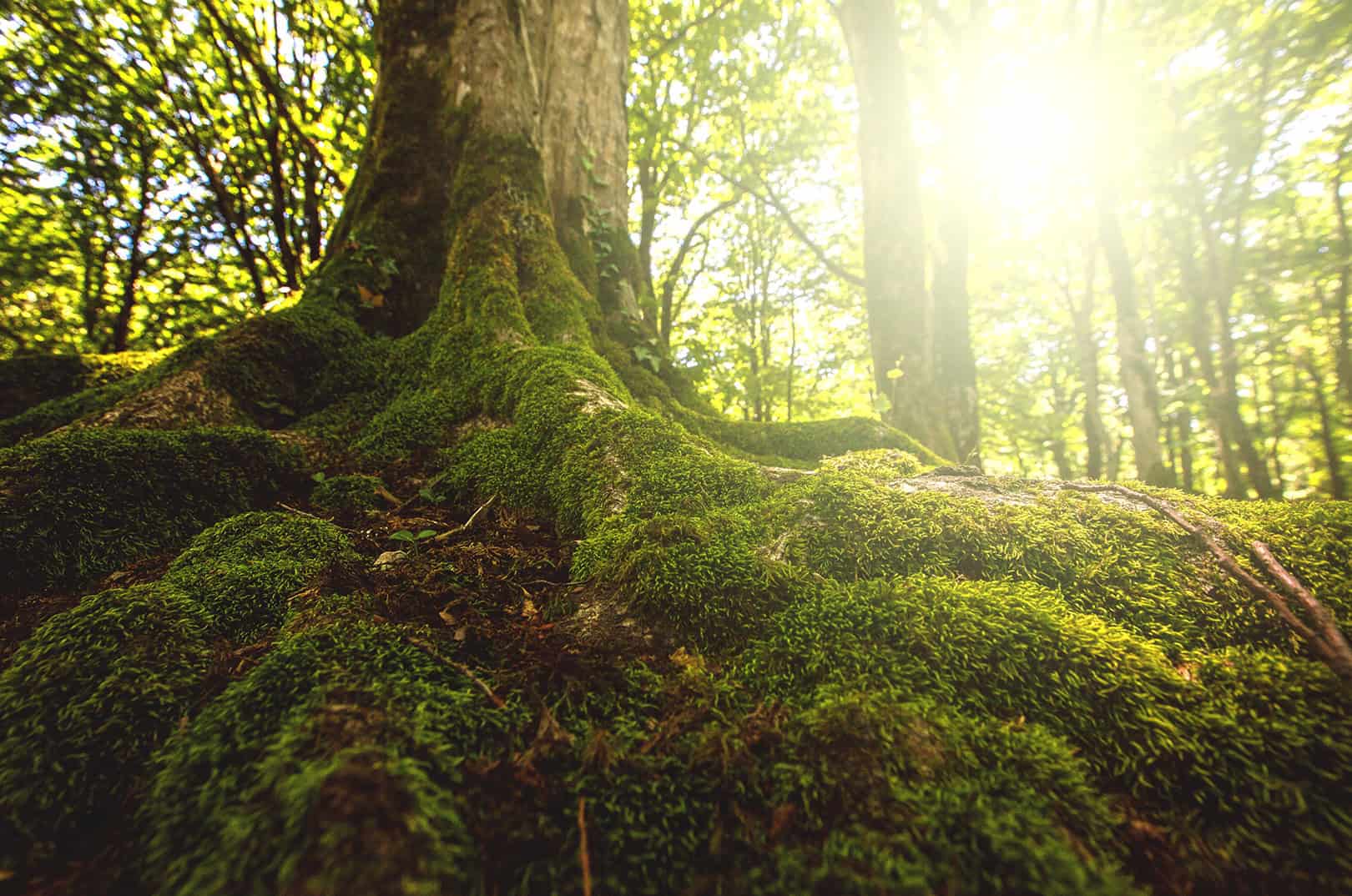 waldgeschichten-leben-der-baeume-was-von-waldbestsellern-zu-halten-ist-foto-baumwurzeln-mit-moos