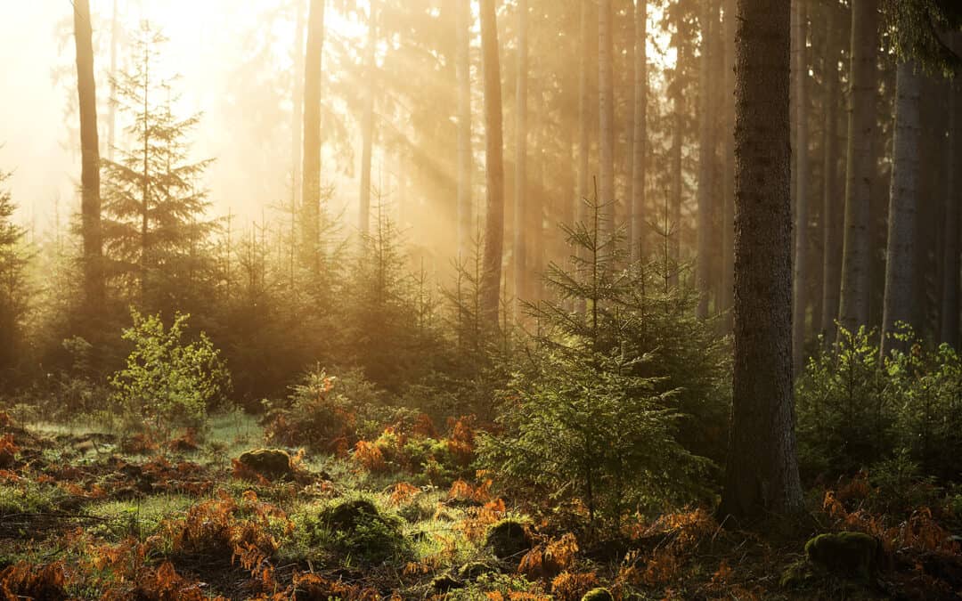 Wie Wald & Holz das Klima schützen