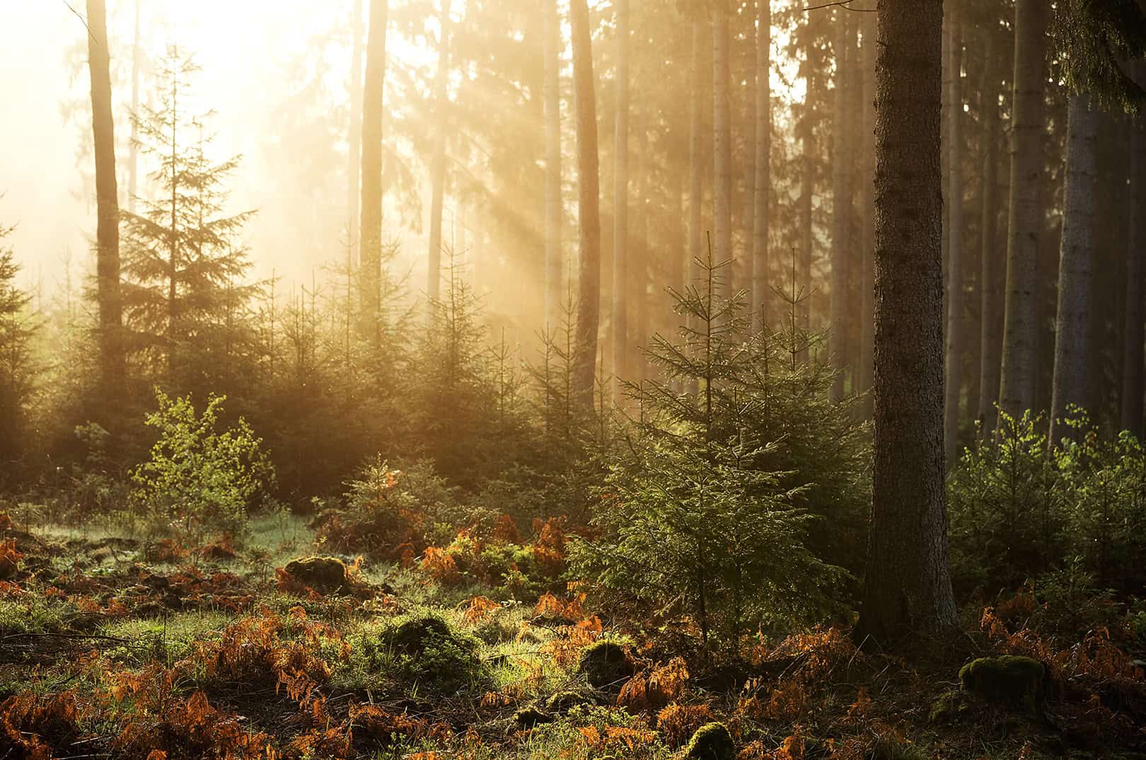 waldgeschichten-wie-der-wald-das-klima-schuetzt-morgensonne-im-wald
