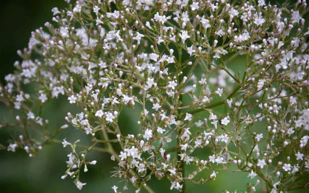 Waldkräuter und ihre heilenden Eigenschaften