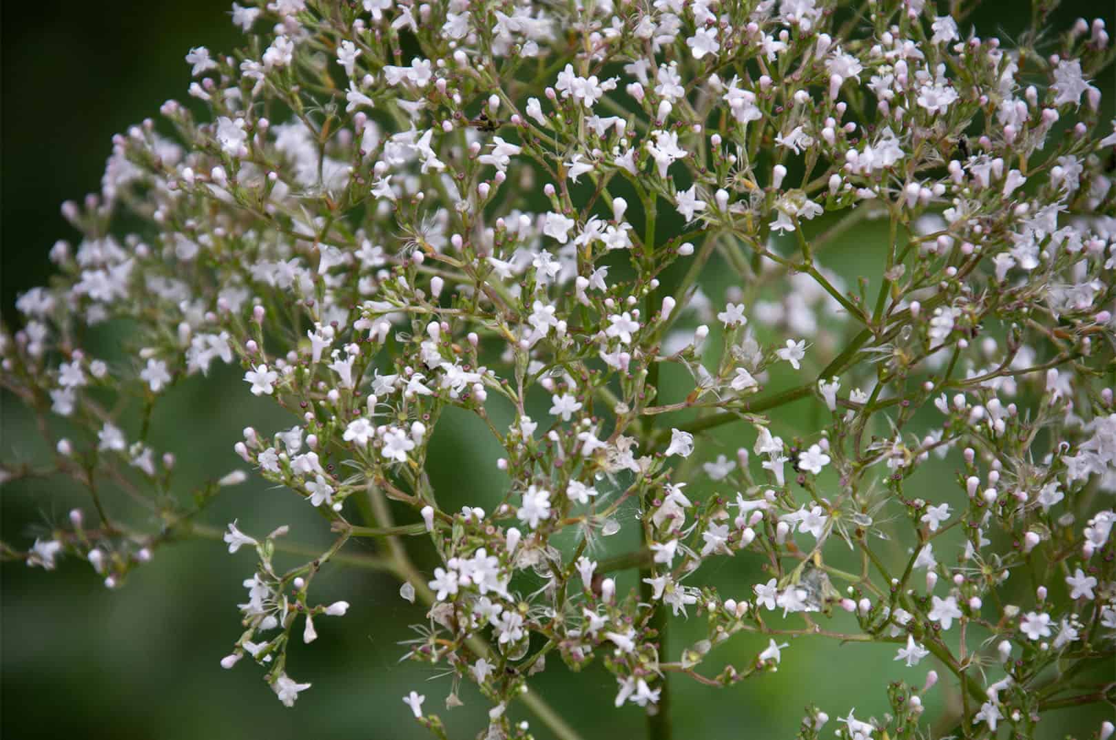 waldgeschichten-krauter-im-wald-foto-baldrian