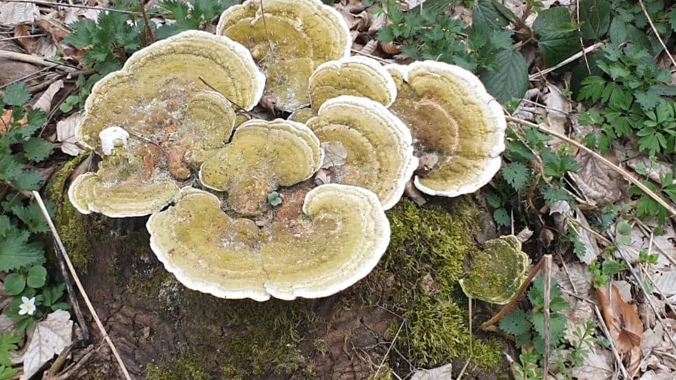 Waldgeschichten App Video erklaert wichtige Rolle der Pilze im Naehrstoffkreislauf im Wald