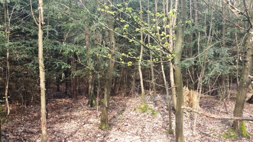 Waldgeschichten-App-Video-erklaert-Waldverjuengung-durch-die-Natur