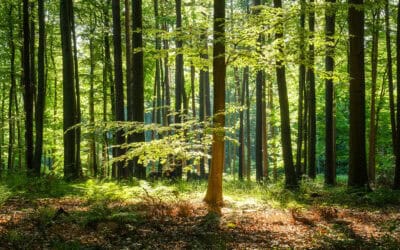 Klimawandel gefährdet Wachstum europäischer Buchenwälder