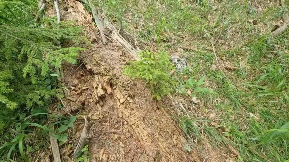waldgeschichten-video-waldverjuengung-baumkadaver-erklaert