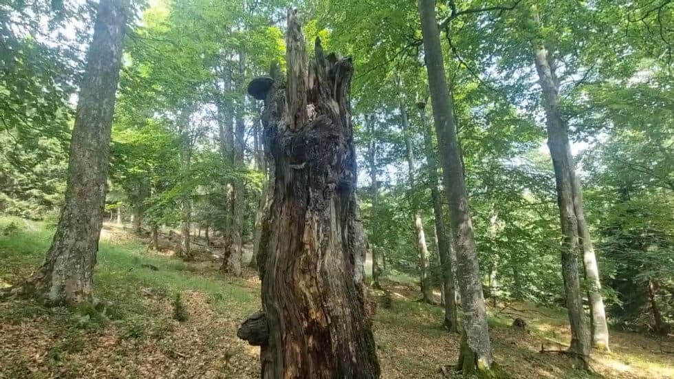 waldgeschichten-video-totholz-wichtig-fuer-nachwuchs-im-wald